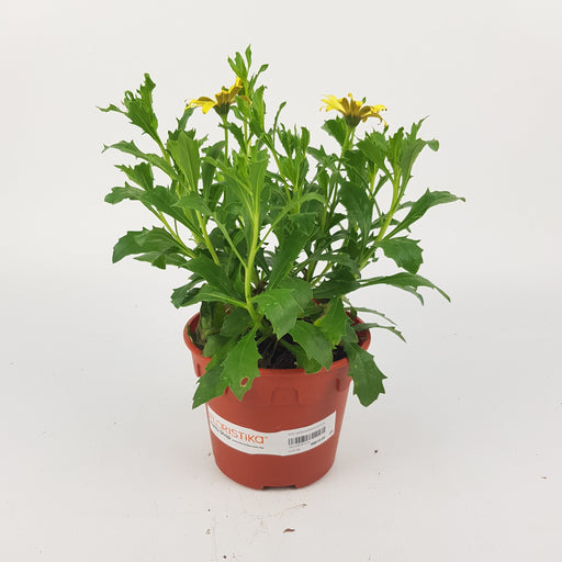 Osteospermum (P120)