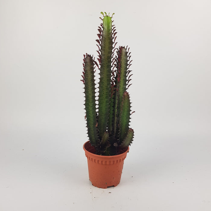 Euphorbia Trigona Red (P120)