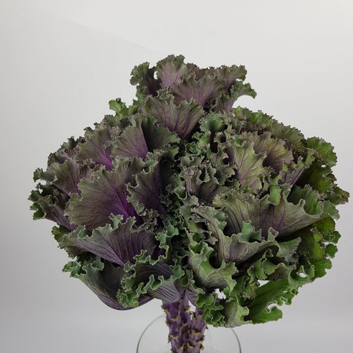 Kale (Imported) - Dark Purple
