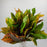 Codiaeum Leaf 50cm (Imported) - 10 Stems