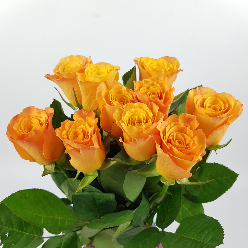 Rose 50cm (Imported) - Orange [10 Stems]