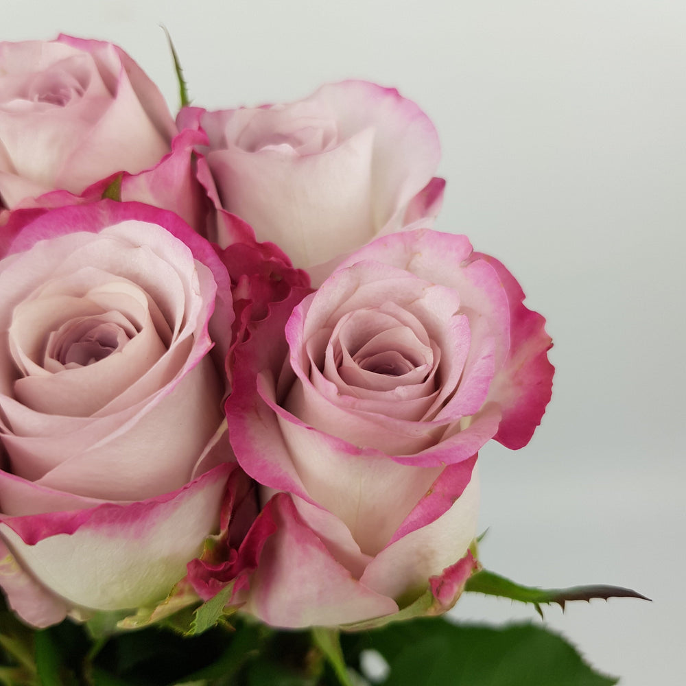 Rose - Light Purple (10 Stems)