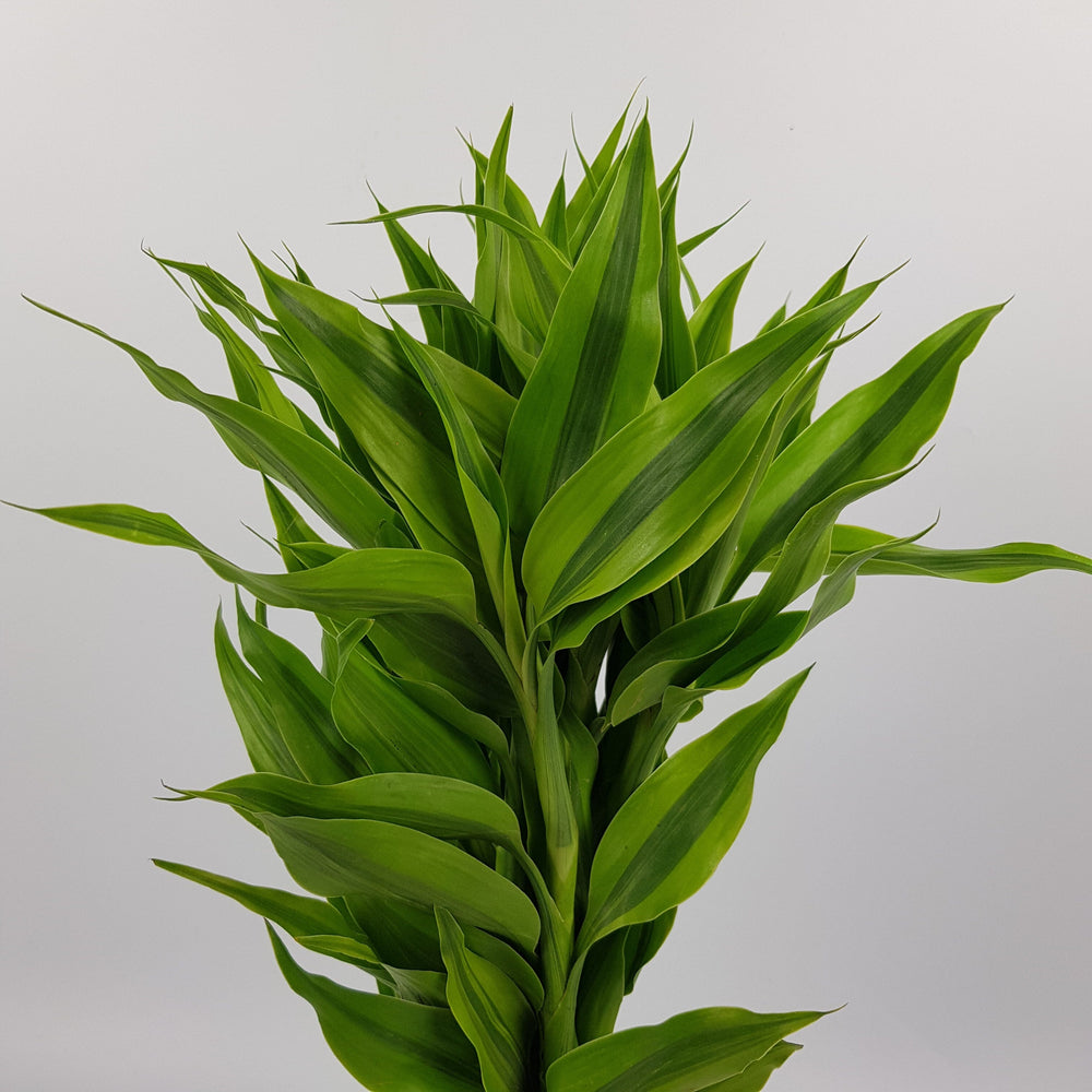 Dracaena Sandriana Leaf (Imported) - Green