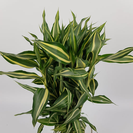 Dracaena Sandriana Leaf (Imported) - 2 Tone Dark Green