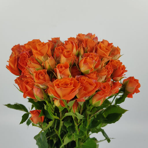 Rose Spray Picanto 50cm - Orange (10 Stems)