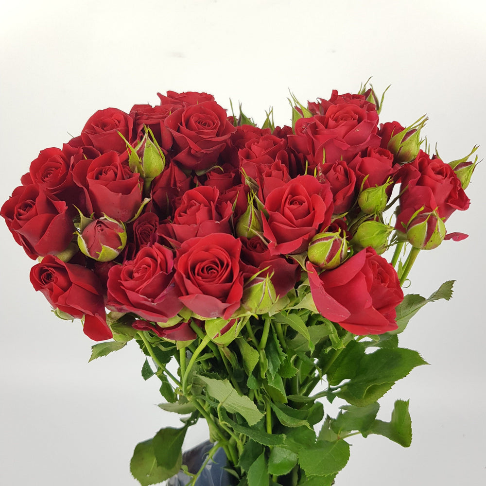 Red Marabel Spray Roses Wholesale Rose in Malaysia | Floristika Bangsar