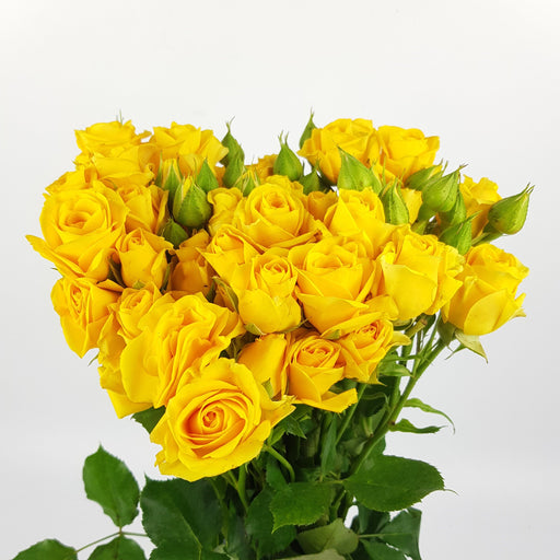 Rose Spray Marisa Yellow 50cm - Yellow (10 Stems)