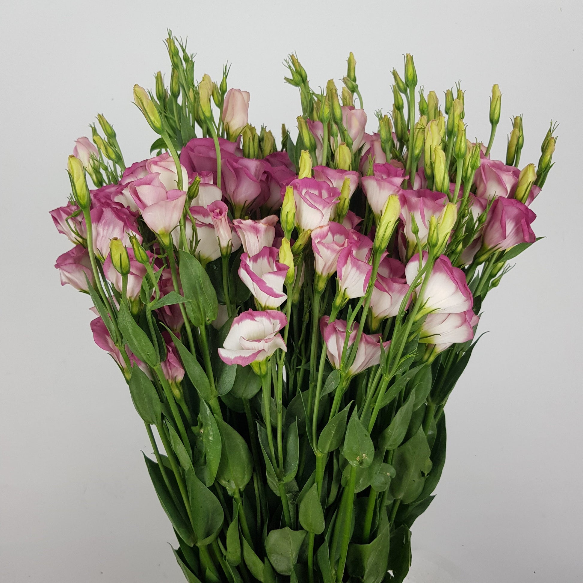 Eustoma In Ear Eustoma - 2 Tone Pink (500g) – Floristika.com.my