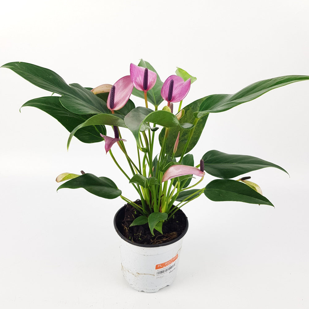 Anthurium - Purple