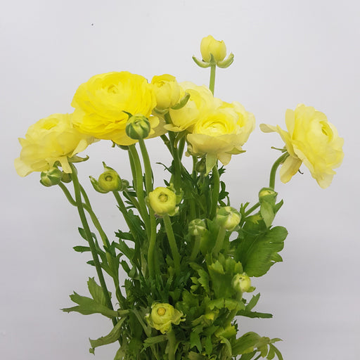 Ranunculus (Imported) - Yellow