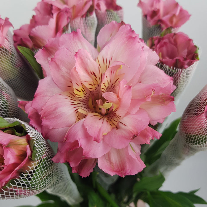 Alstroemeria (Imported) - Pink (10 Stems)