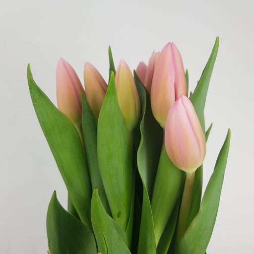 Tulip (Imported) - Pink Milkshake