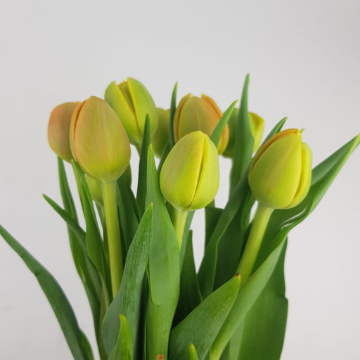 Tulip Double Petal (Imported) - Light Yellow