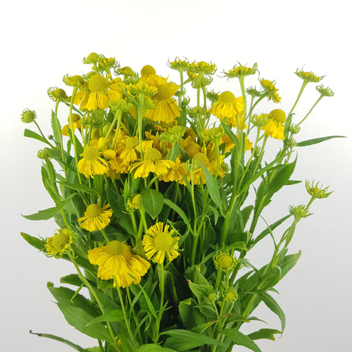 Paint Chrysanthemum (Imported) - Yellow