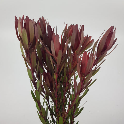 Leucadendron (Imported) - Red