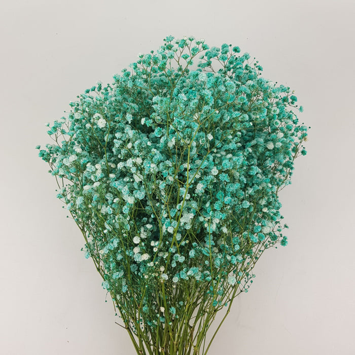 Gypsophilla Baby Breath 10st (Imported) - Turquoise