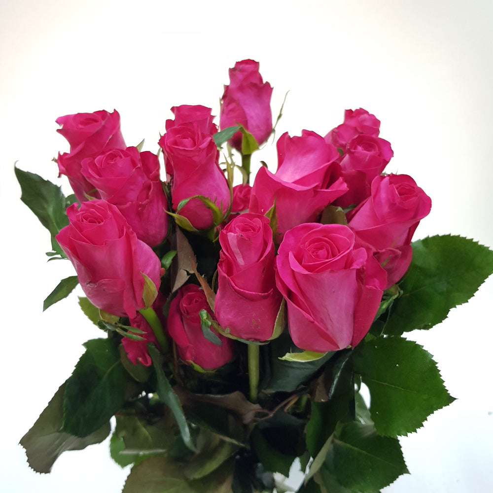 Rose - Hot Shot [20 Stems]
