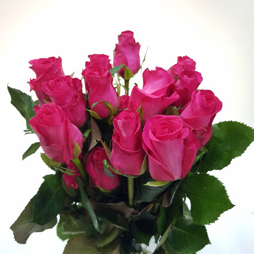 Rose (India) 50cm Attraction - Shocking Pink [20 Stems]