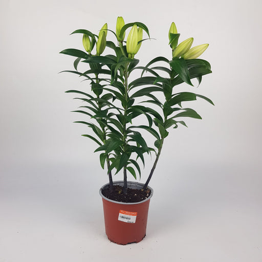 Lily Oriental 40 cm