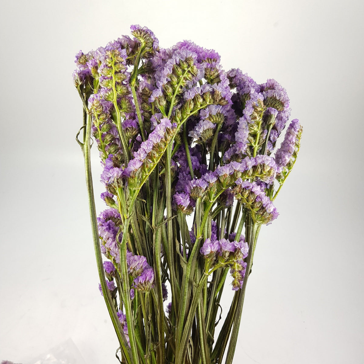 Dried Statis Dried Statice - Light Purple – Floristika.com.my