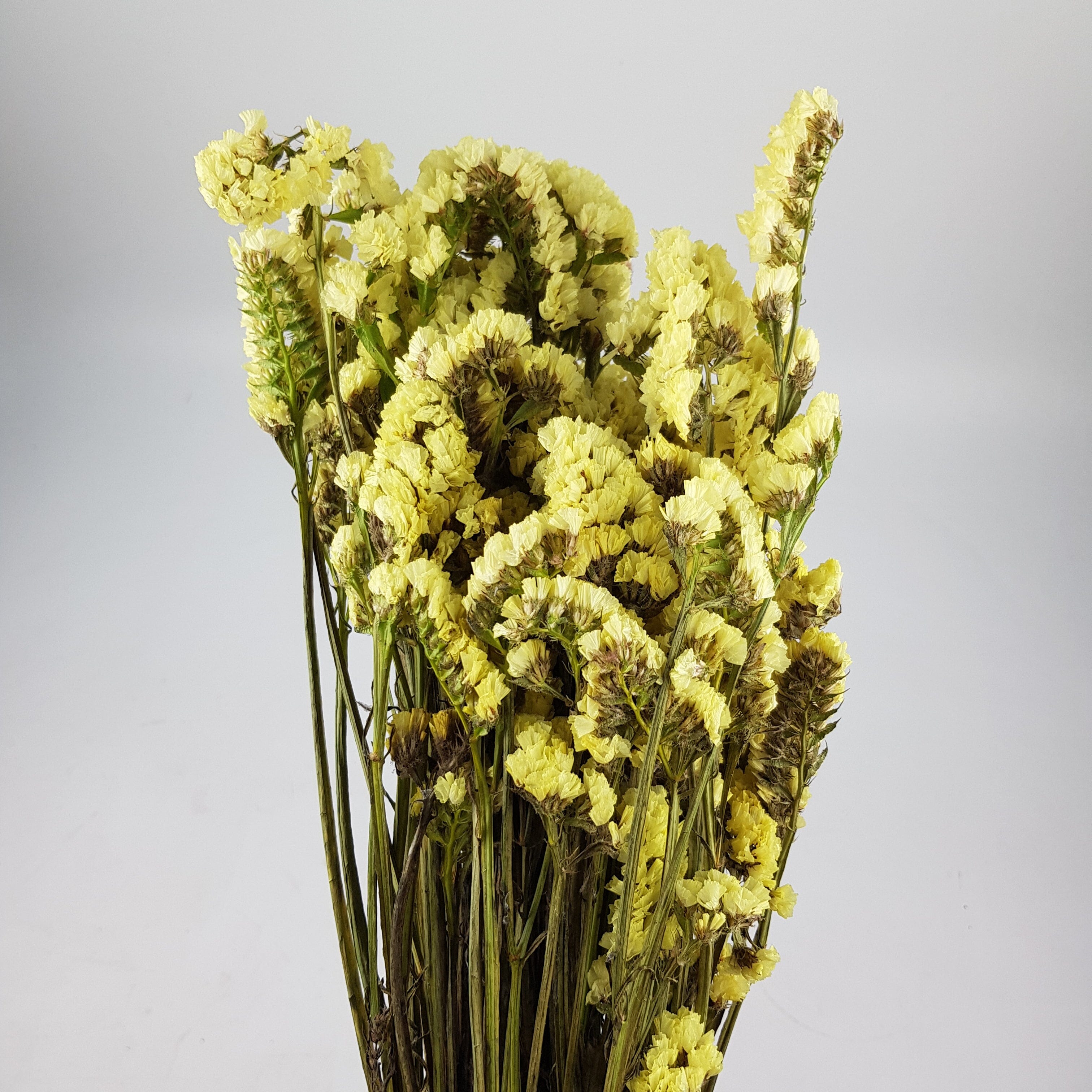 Dried Statis Dried Statice - Yellow