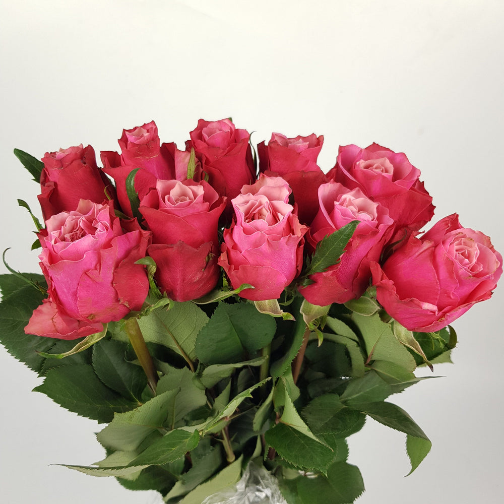 Rose (Imported) - Pink Guimi [10 Stems]