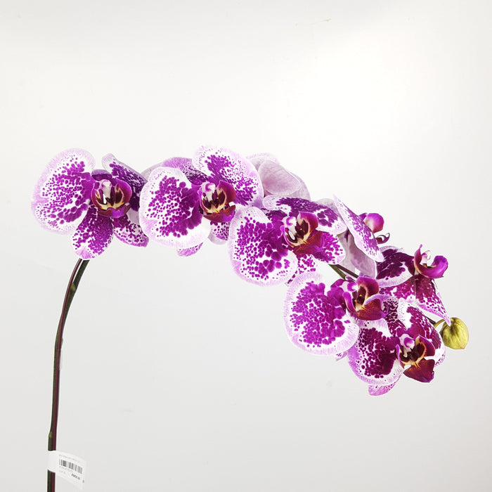 Phalaenopsis - Purple Dotted (With Transparent Plastic Pot)