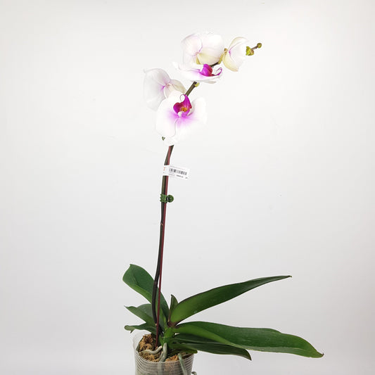 Phalaenopsis - White (Without Pot)