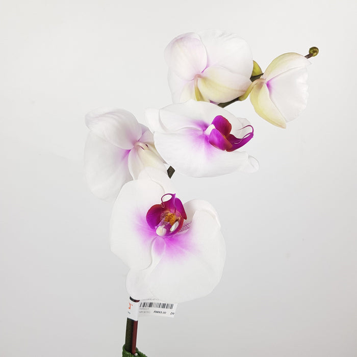 Phalaenopsis (Imported) - White *Without Pot*