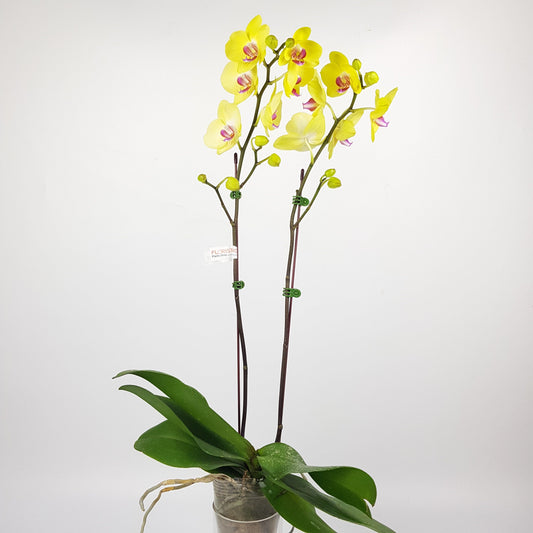 Phalaenopsis Double Stem - Yellow (Without Pot)