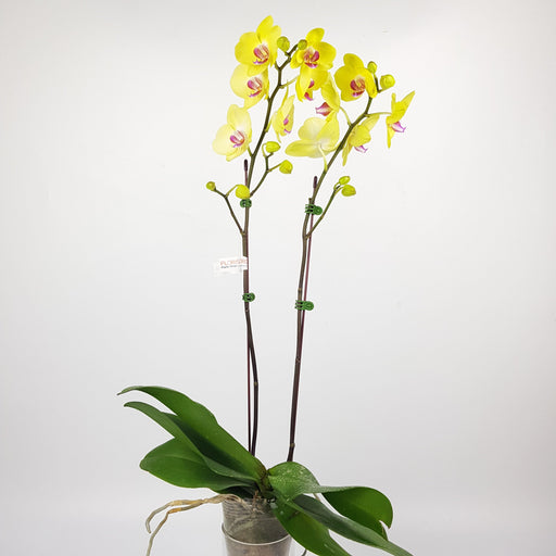 Phalaenopsis (Imported) - Yellow *Without Pot*