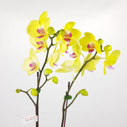 Phalaenopsis Double Stem - Yellow (Without Pot)
