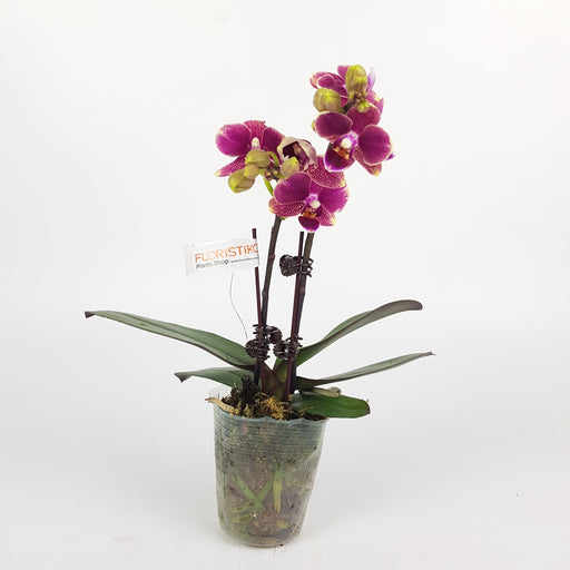 Phalaenopsis Mini (Imported) - 2 Tone Purple *Without Pot*