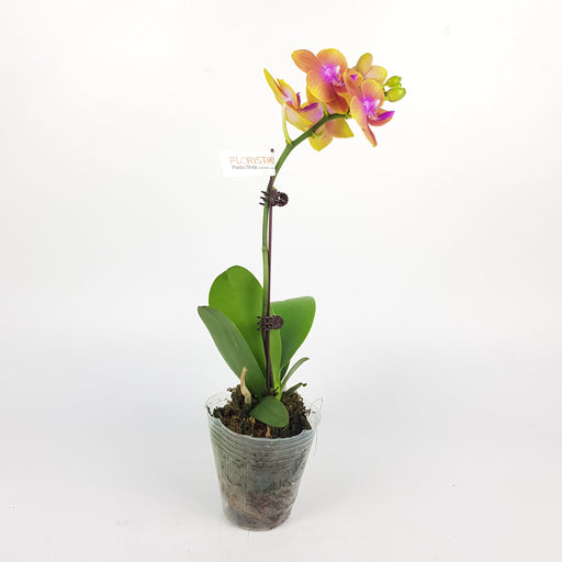 Phalaenopsis Mini (Imported) - 2 Tone Brown *Without Pot*