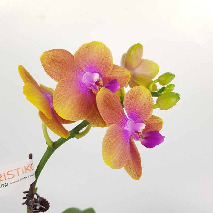 Phalaenopsis Mini (Imported) - 2 Tone Brown *Without Pot*