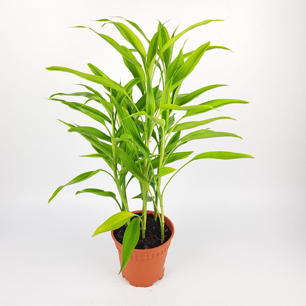 Dracaena Sanderiana Yellow P120