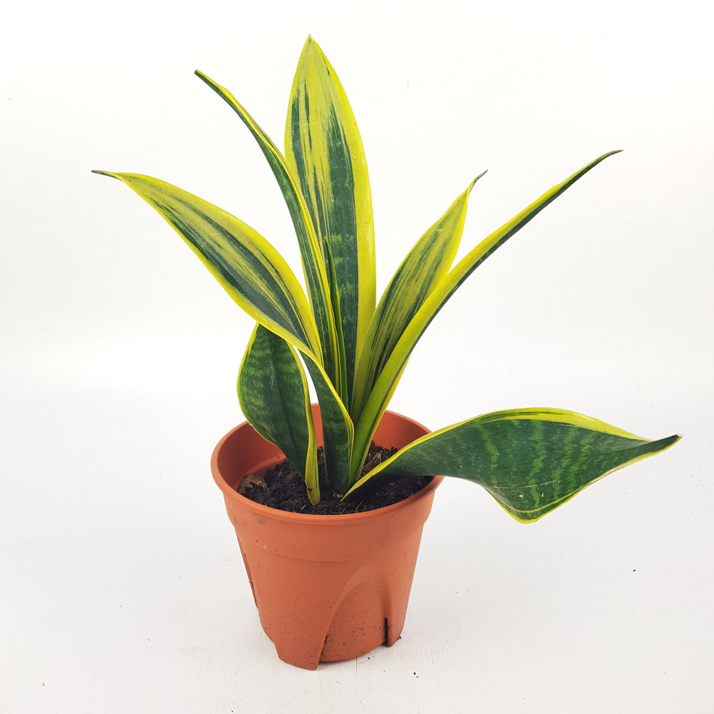 Sansevieria Gold P120