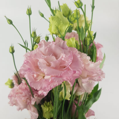 Eustoma In Ear Eustoma - Pink