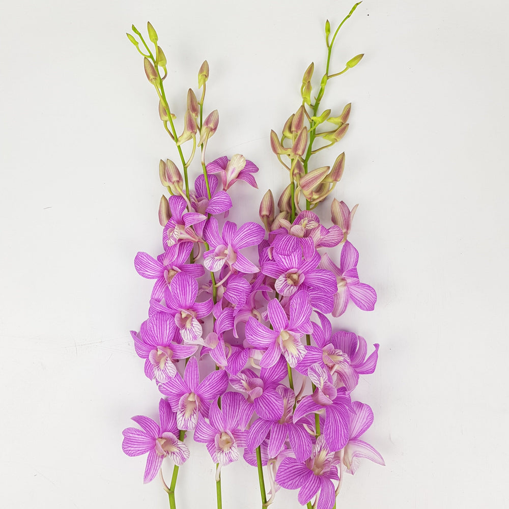 Orchid - Purple (5 Stems)