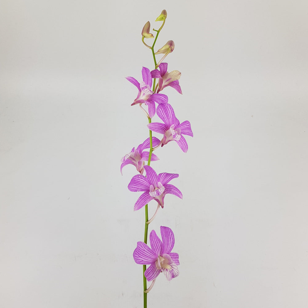 Orchid - Purple (5 Stems)
