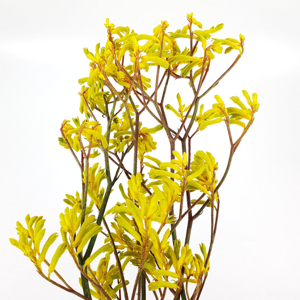 Kangaroo Paws/Anigozanthos  - Yellow
