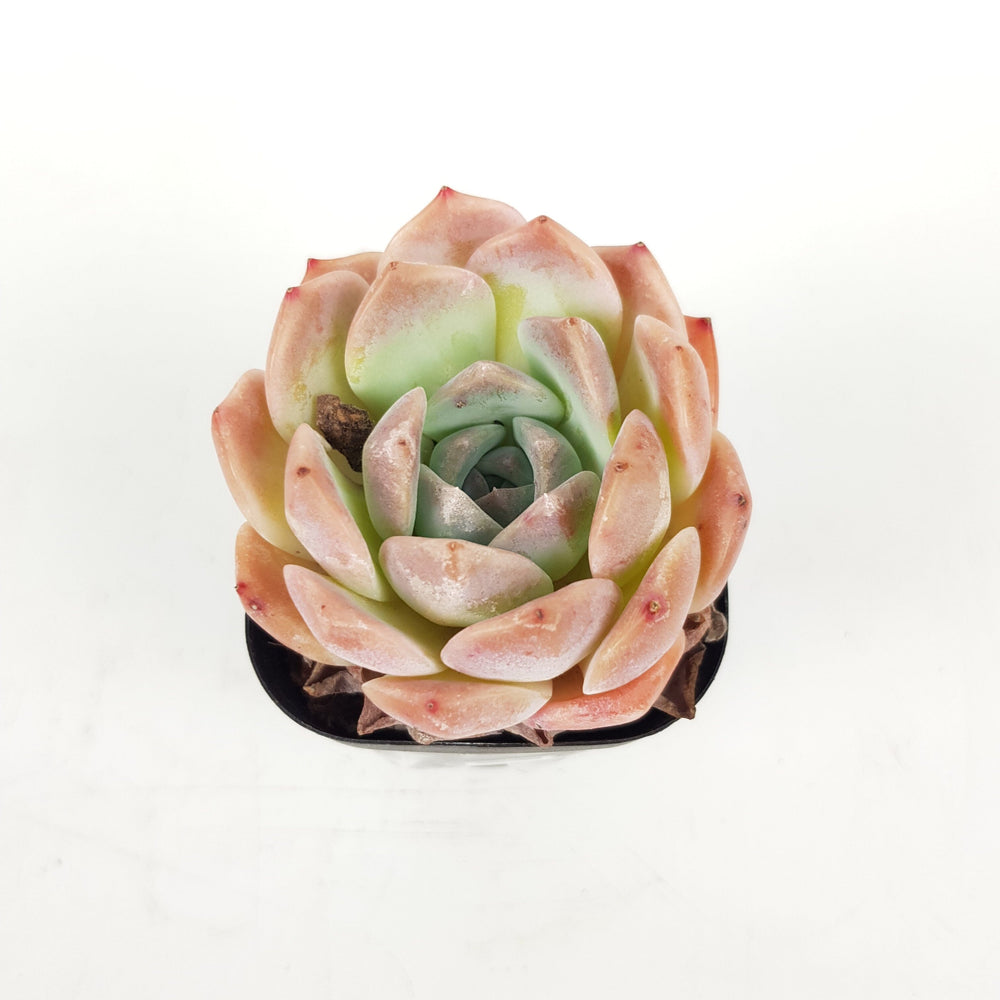 succulent plant malaysia Succulent Plant Malaysia
