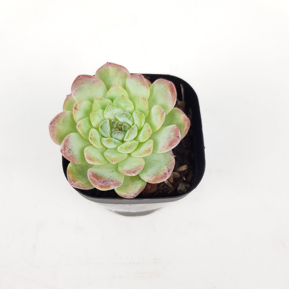 succulent plant malaysia Succulent Plant Malaysia