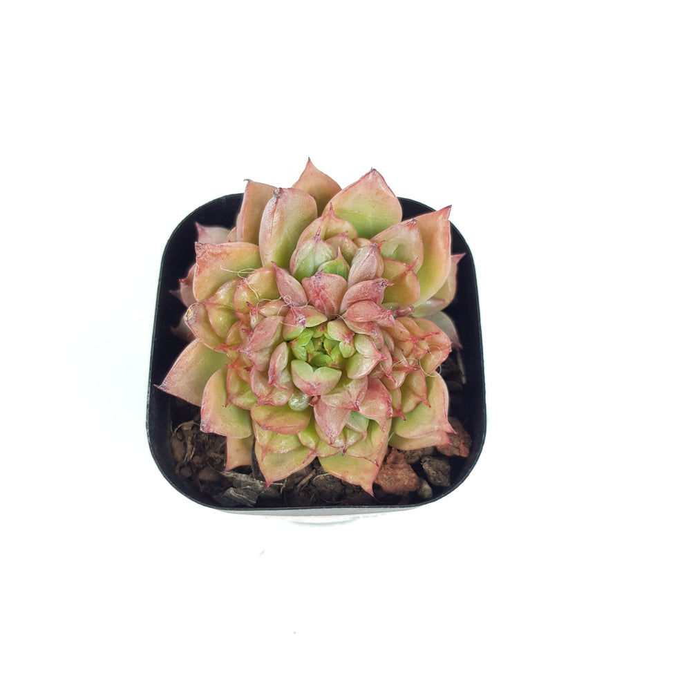 succulents in malaysia Succulent Plant Malaysia