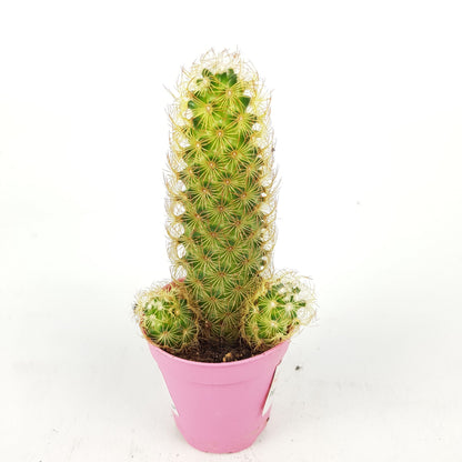 Succulent (Small)