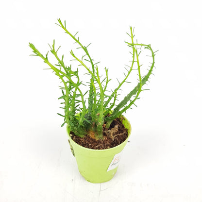 Succulent (Small)