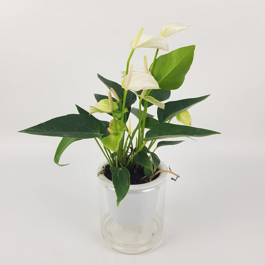 Anthurium White P110 (Hydroponic Pot)