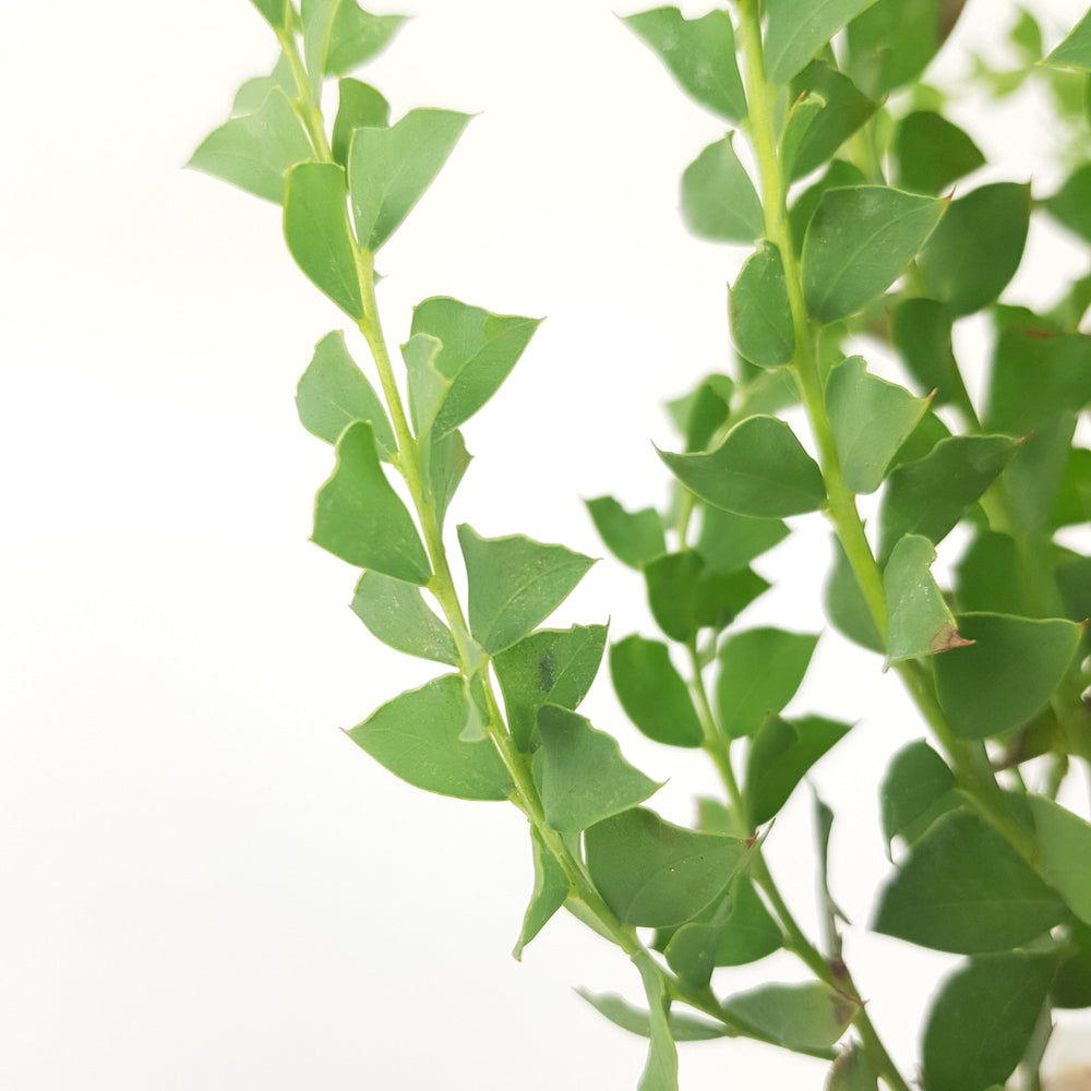 Eucalyptus P120 (Hydroponic Pot)