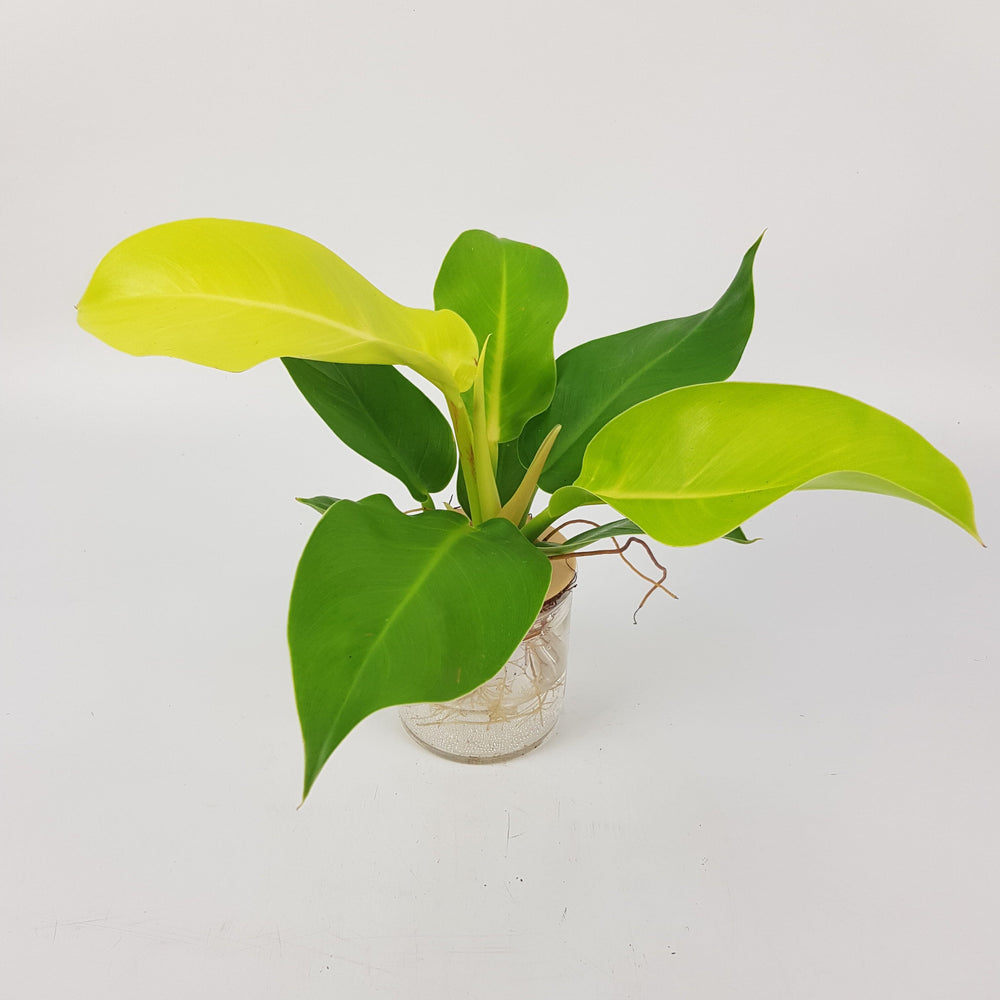 philodendron imperial gold Philodendron Imperial Gold Plant
