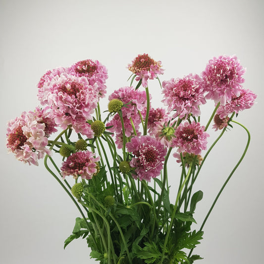 A bundle of pink Scabiosa Atropurpurea/Sweet Scabiosa flowers with green foliage against a white background.
